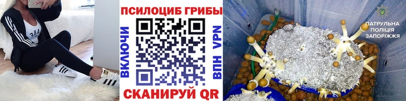 Купить где  Грязовец  Псилоцибиновые грибы мухоморы 